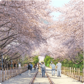 전국 지역별 벚꽃 명소 (2024년)