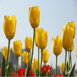 태안 튤립축제 & 사진 명소 총정리