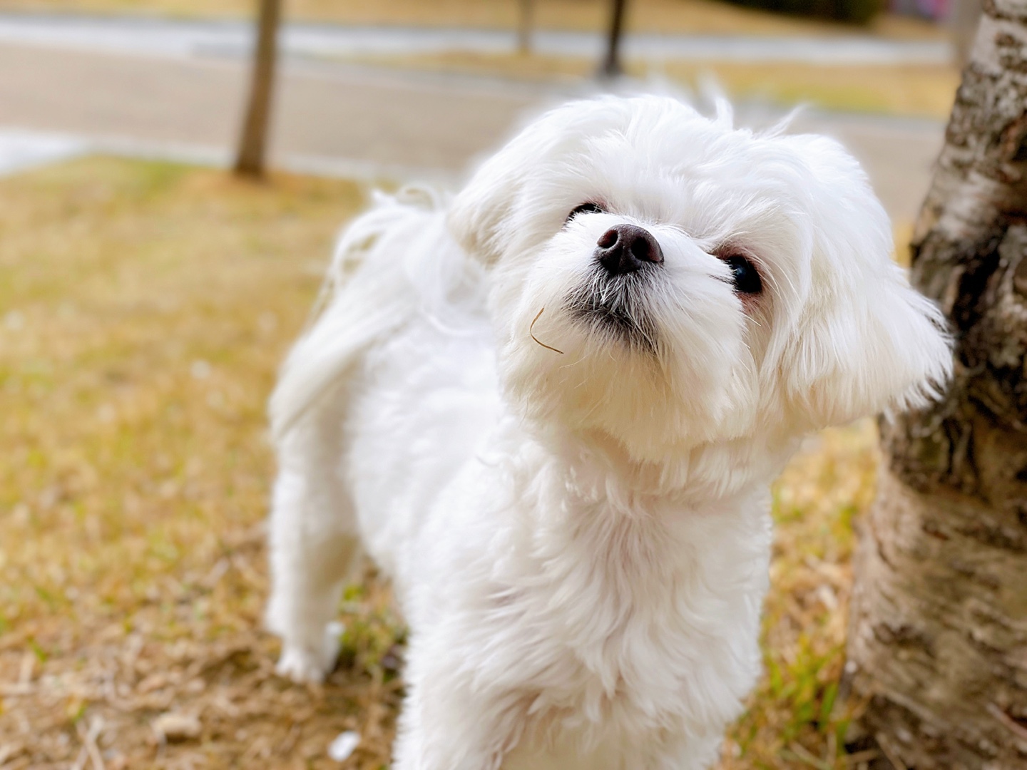 강아지가-잔디-위에서-소변을-보다-혈뇨가-나오는것을-확인하고-주인을-바라보고-있는-상황
