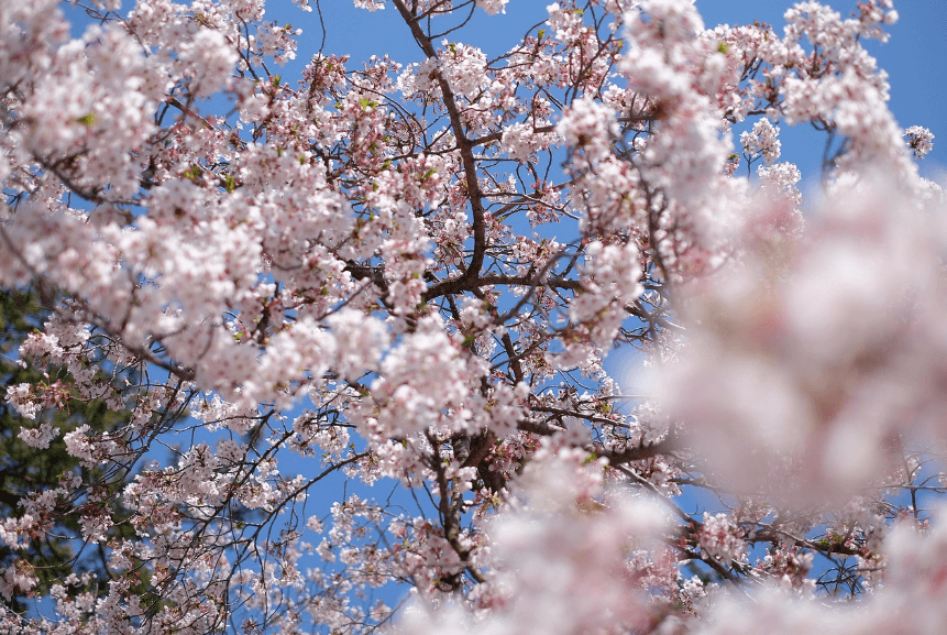 제주도 1박2일 봄 여행 - 도민 추천 숨은 명소 총정리