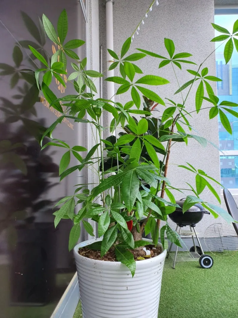 파키라 키우기 분갈이 뿌리관리 물주기간격 쉬운 관리법_3