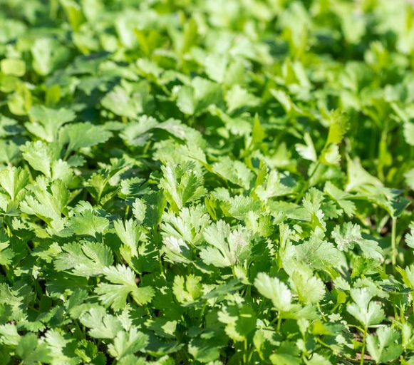 건강 효능 중 하나는 항산화 작용인 고수