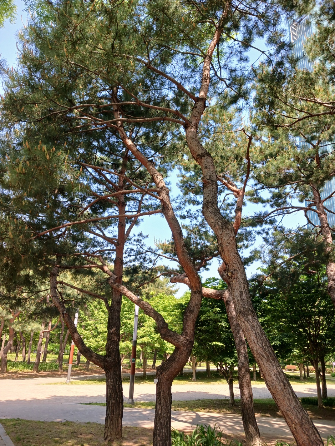 나무의사-적송의-모습