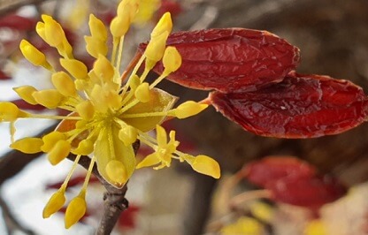 아름다운-산수유꽃과-열매사진