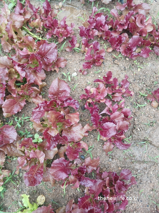 Young red lettuce patch with moist soil and rainwater puddles, displaying fresh growth and vivid color-비 온 뒤 빗물 고인 흙밭에서 자라고 있는 어린 붉은 상추 – 생생한 색감과 생장 초기의 활력감이 느껴지는 모습