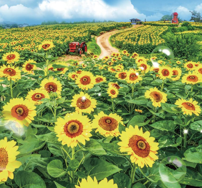 강주해바라기 축제 일정 프로그램 함안 맛집 주변 즐길거리 주차 정보