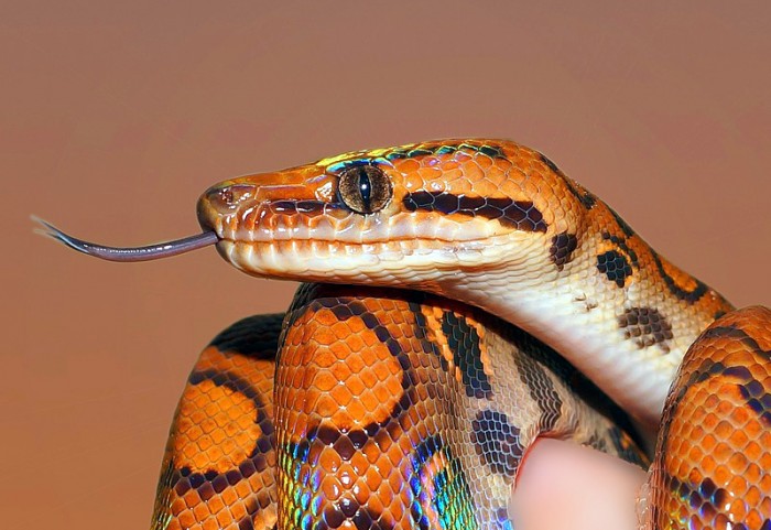 오늘의-운세-2023년-12월-17일-오늘의-띠별-운세