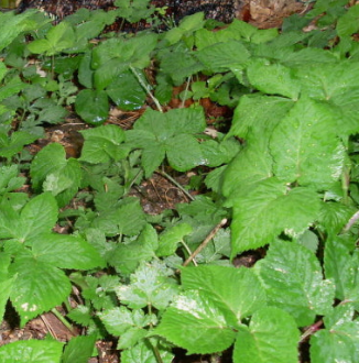 참나물 효능과 부작용 칼로리