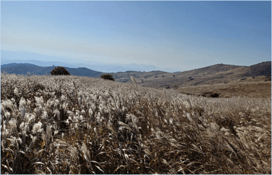황매산-억새축제