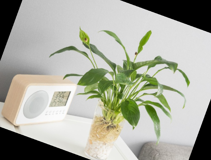 실내 공기정화식물 순위