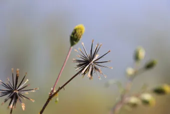 도깨비바늘 귀침초 자연이 준 해독의 명약 건강 효과_10