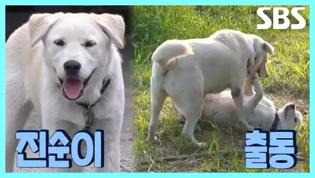 동물농장 재방송 시간 다시보기