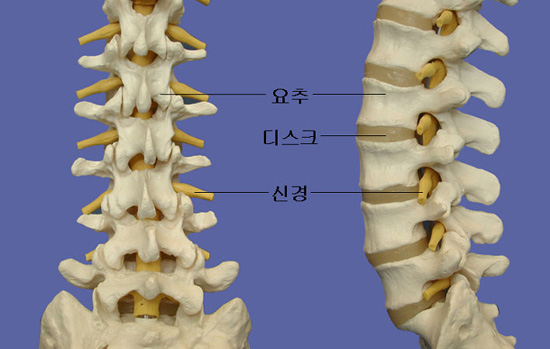 척추의 구조