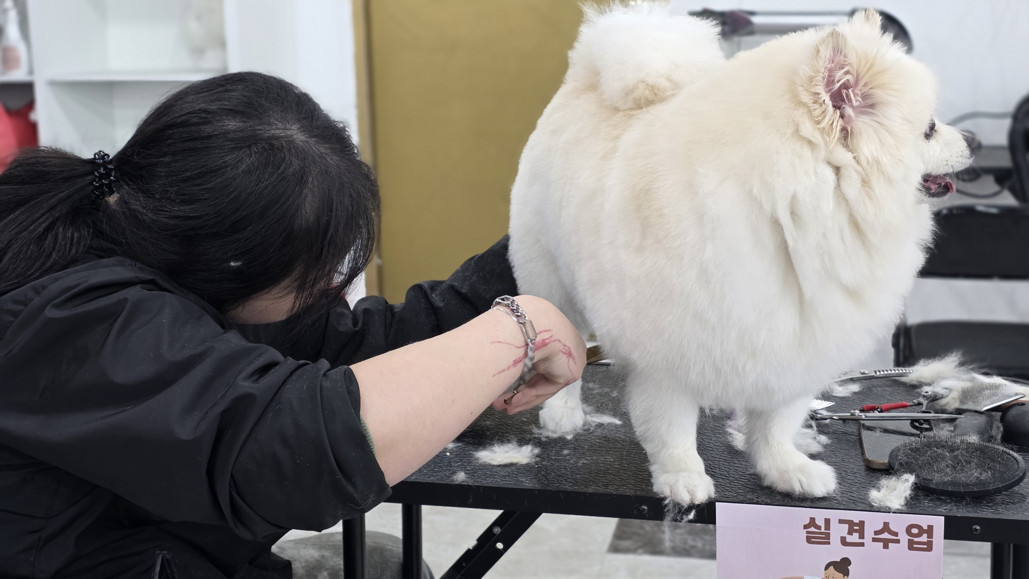 애견미용자격증종류