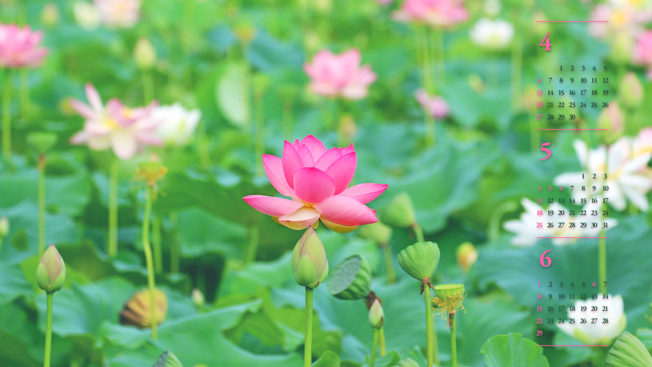 09 연꽃밭 B - 2025년5월 노트북배경화면