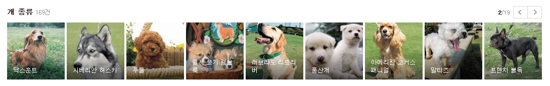 푸들과 시베리안 허스키 및 닥스훈트와 풍산개의 특징적인 외모