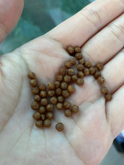 맥주효모 알갱이