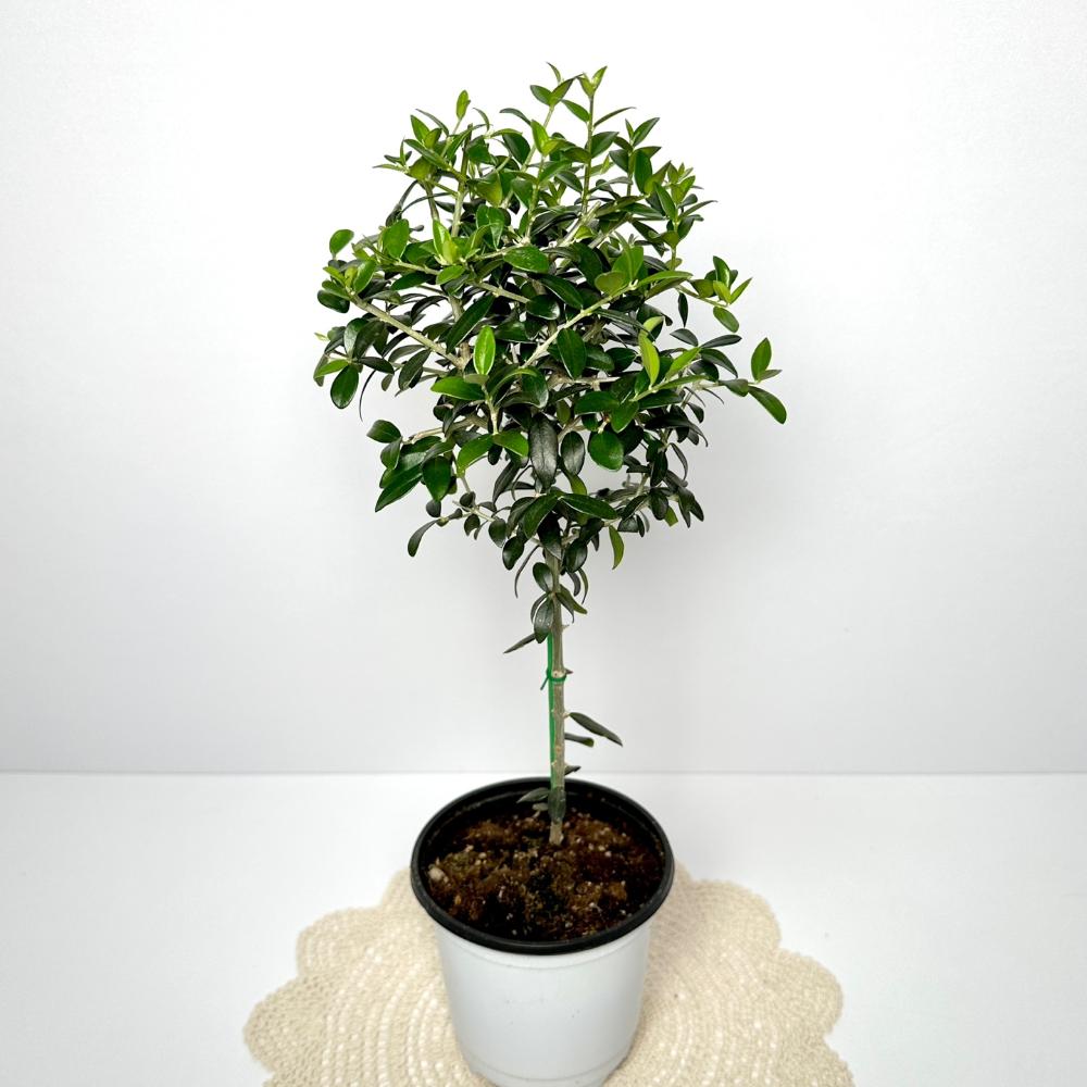 올리브나무 집에서 키우기 키우는방법