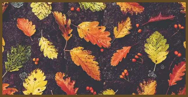 서울 근교 단풍 명소 (지금이 단풍 절정시기)