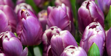 튤립파종 시기와 키우는 방법 알아보기 1