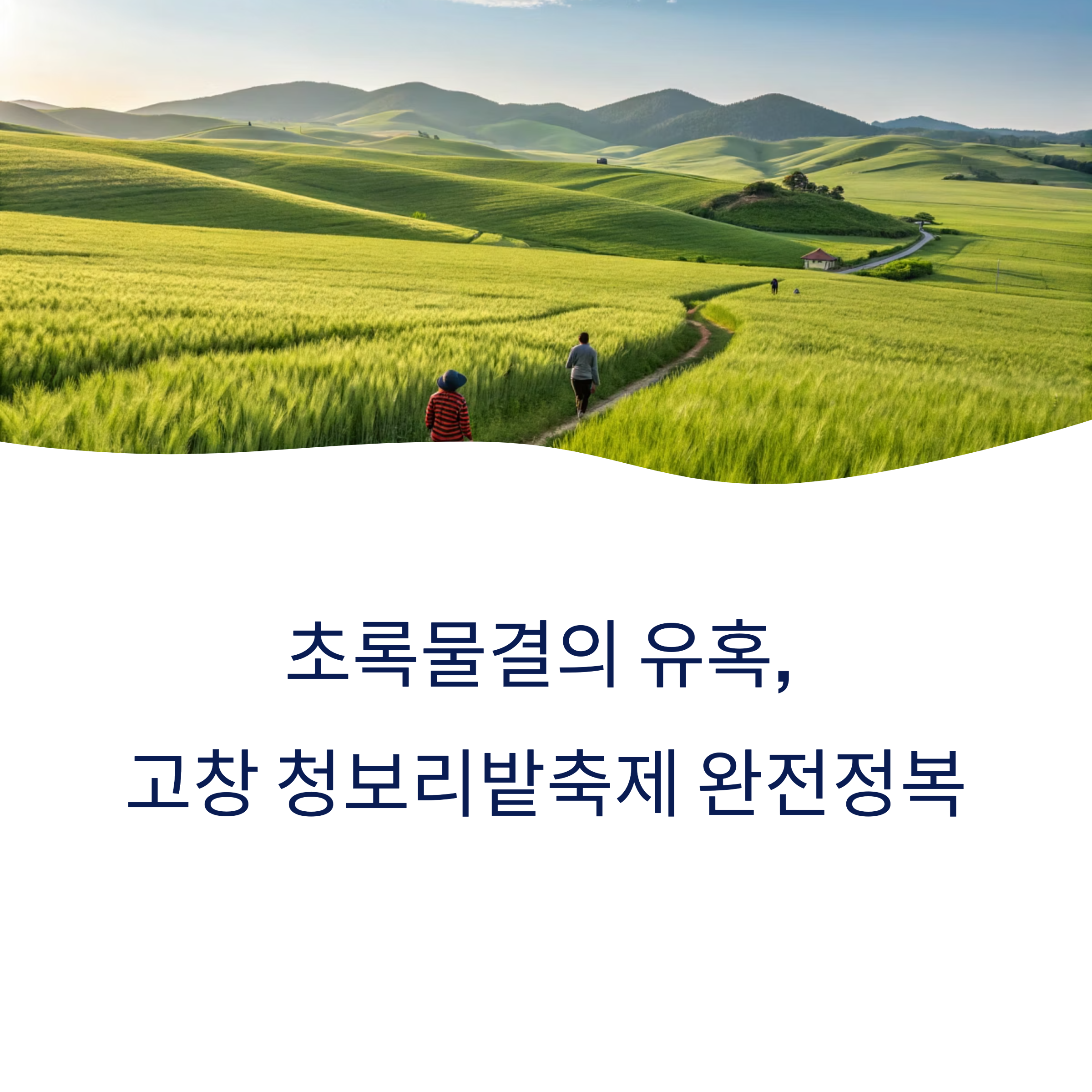 고창 청보리밭 축제