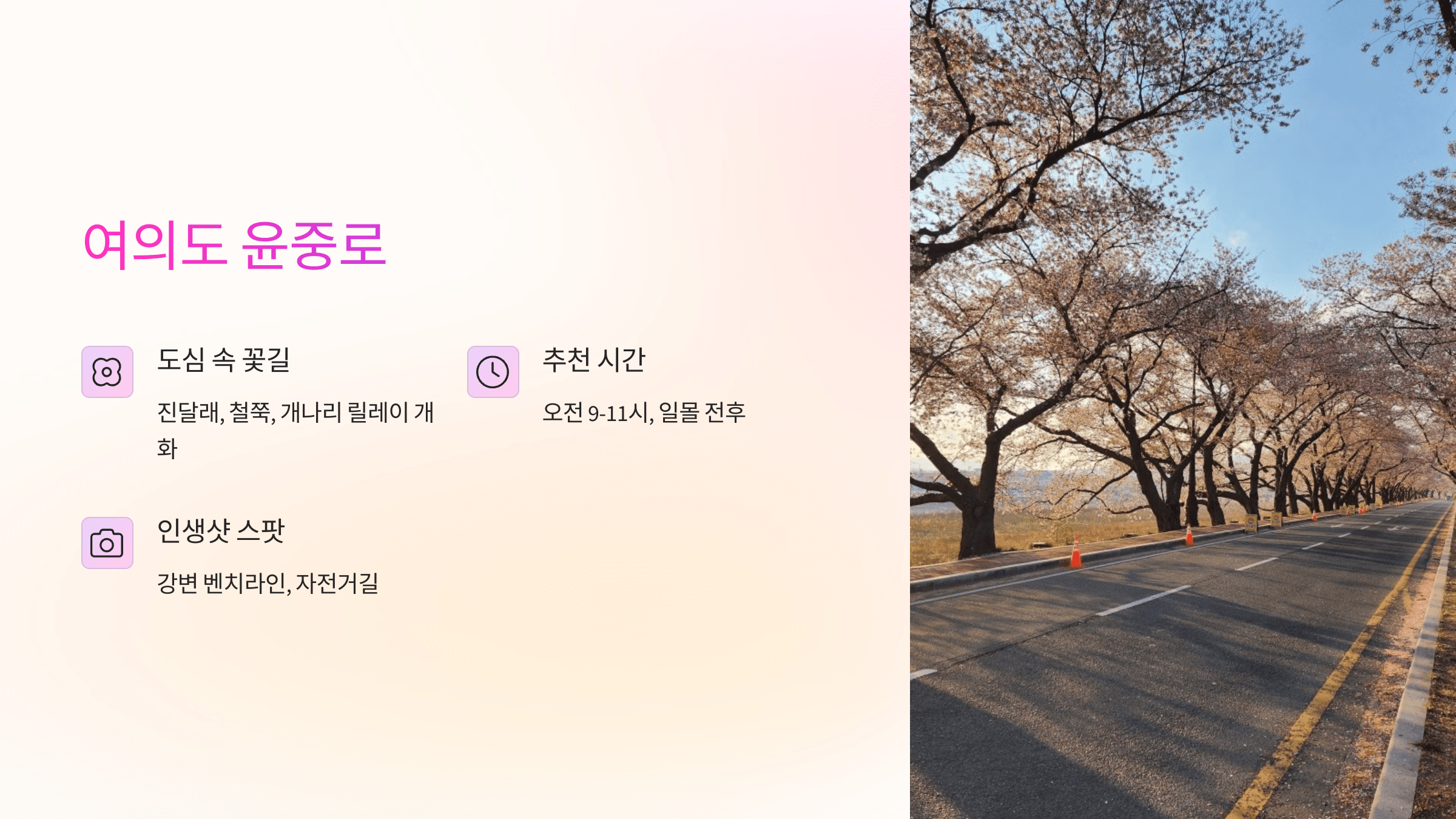 서울 봄꽃 명소 윤중로 산책길