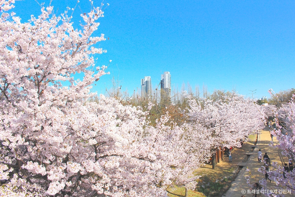 서울숲 벚꽃