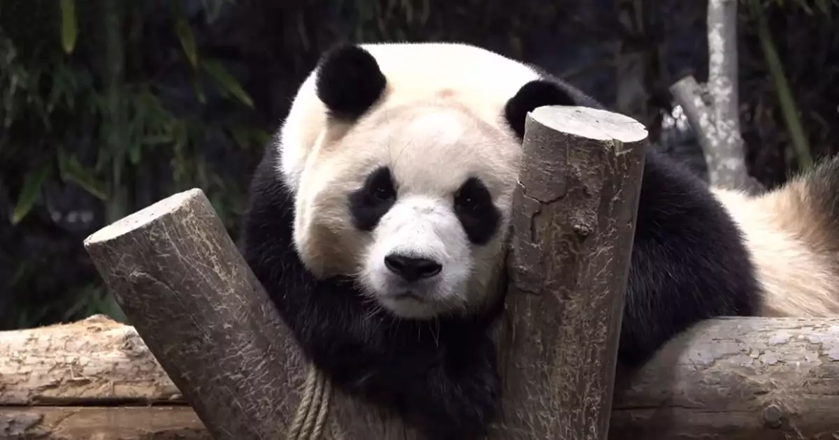 생각에 잠긴 푸바오