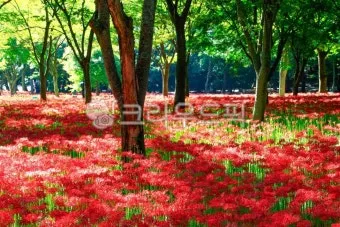 꽃무릇과 상사화 차이 요약 정리를 한눈에_13