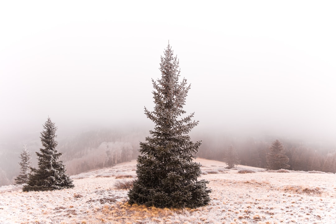 Pine tree