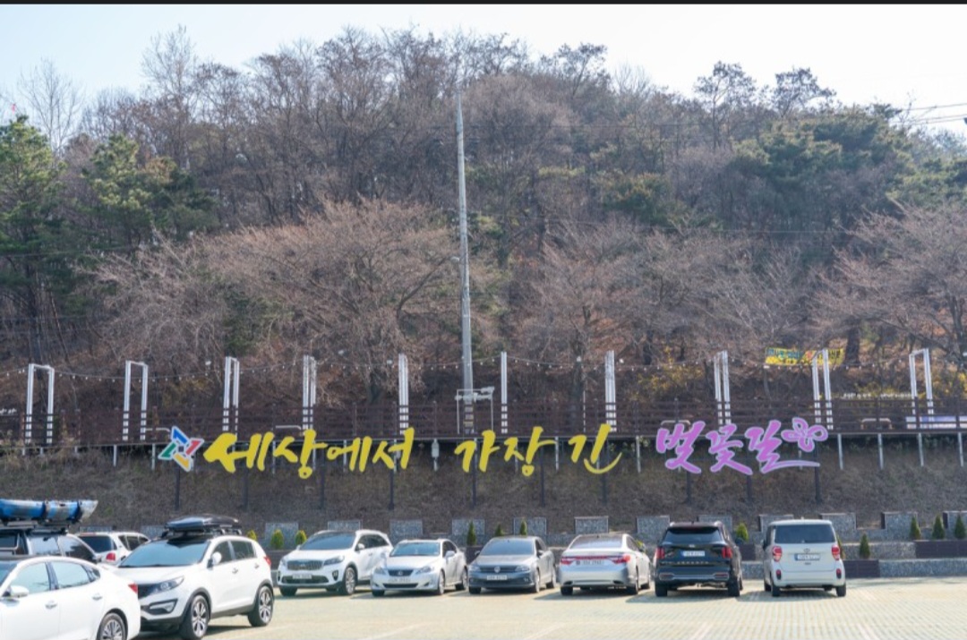 대전 대청호 벚꽃축제 정보 대전 여행