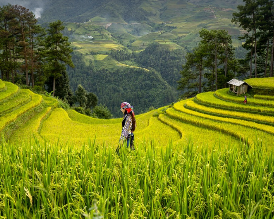 5G와 농업의 영향 (농업 관련 사진)