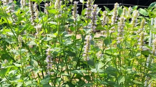 배초향-배향초-곽향-효능-먹는법