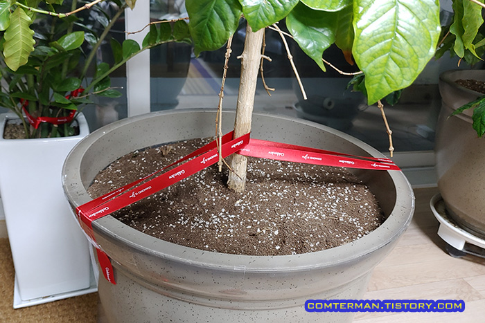 화분 나무 고정하는 방법