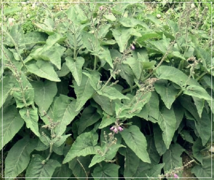 단삼의 효능에 대한 이야기