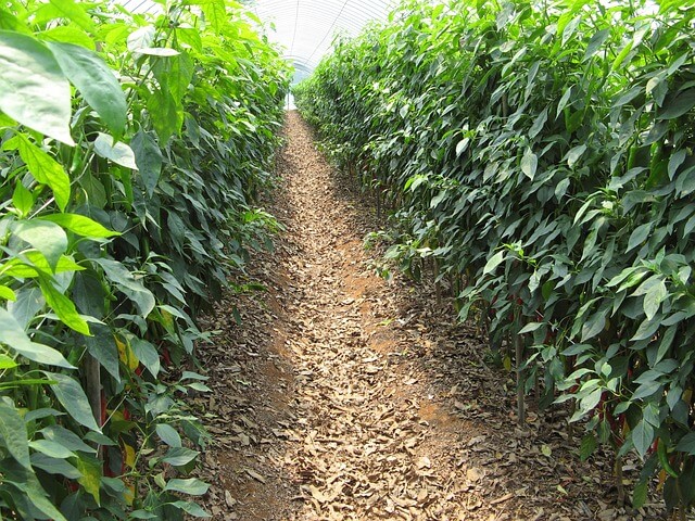 고추모종 심는 시기 완벽 가이드