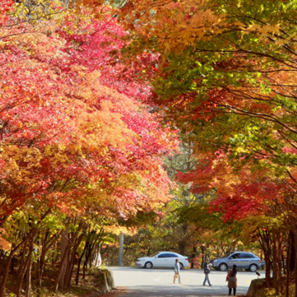단풍