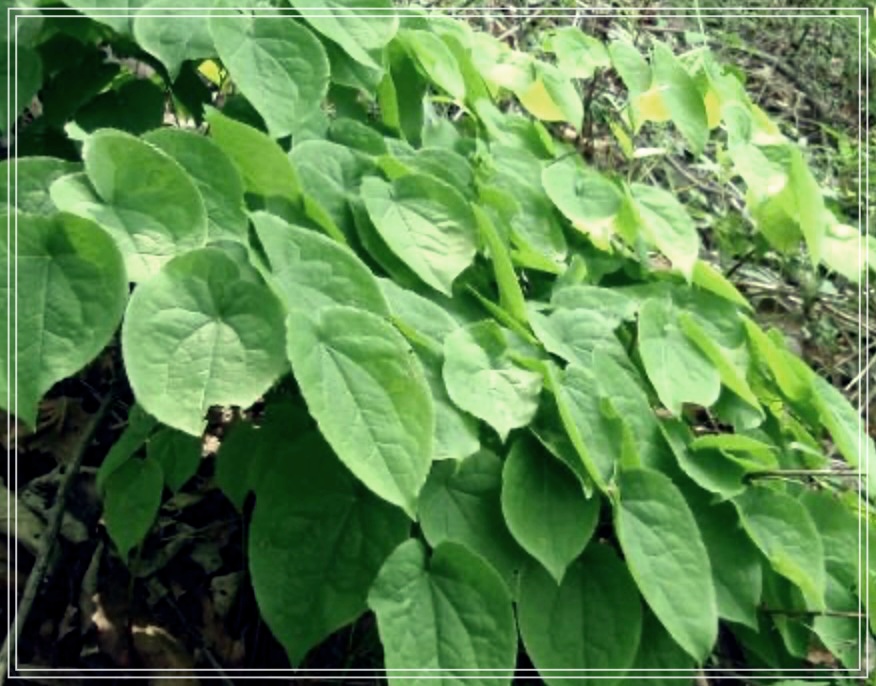 삼지구엽초 효능 술 담그는 방법?