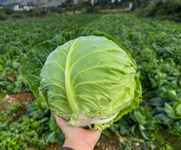 6시내고향 양산 소형양배추 청년농부 꼬마양배추