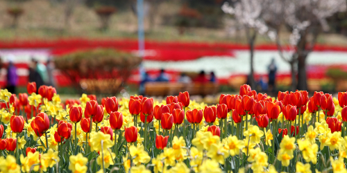 빨강게 핀 튤립 정원의 모습