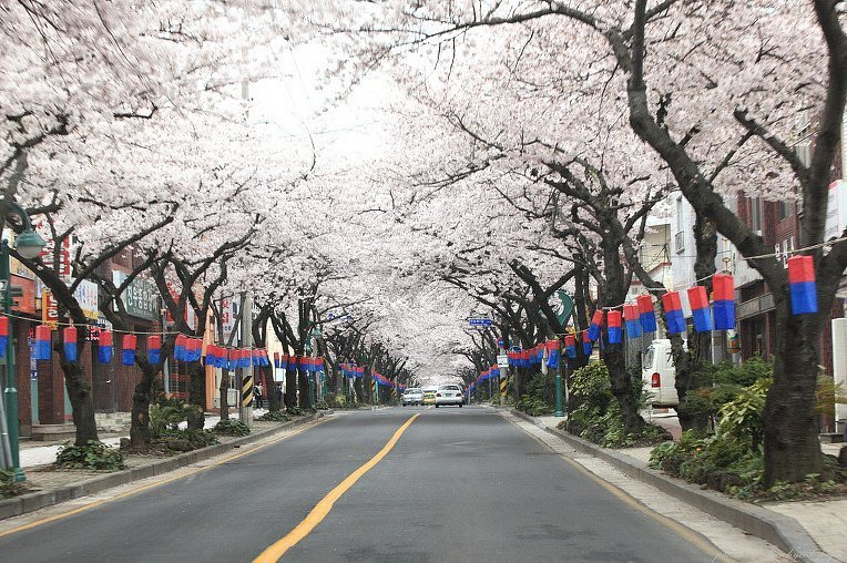 벚꽃 개화시기 2023