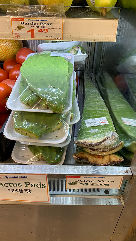 알로에, 선인장