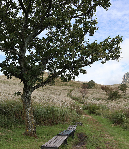 황매산국립공원 억새 이미지/ 출처: 황매산국립공원 홈페이지 