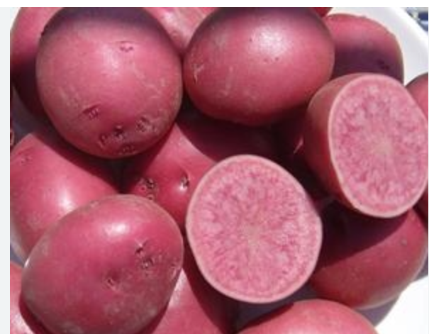 자색감자 이미지