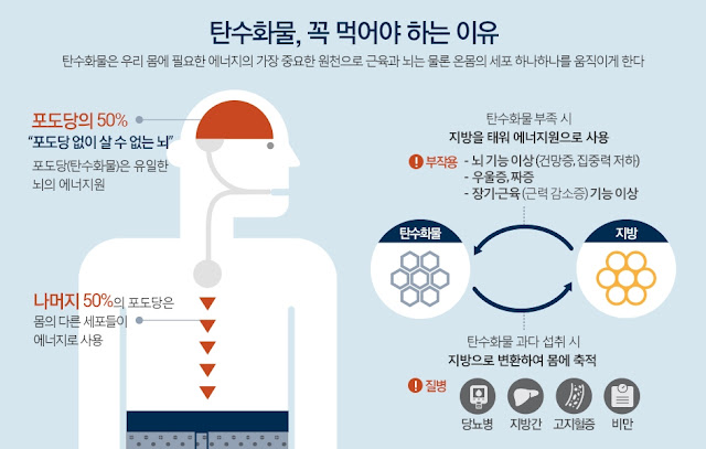탄수화물의 중요성
