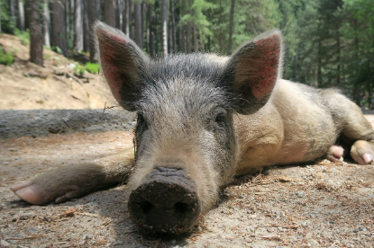 2025년 5월 돼지띠 운세