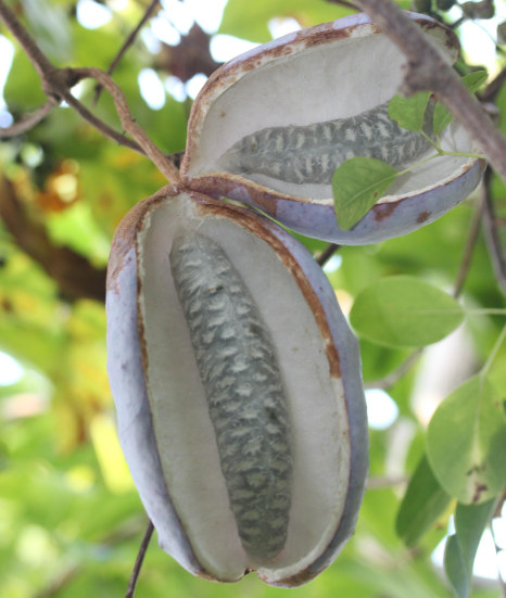 으름 열매 덩굴 나무 효능 부작용