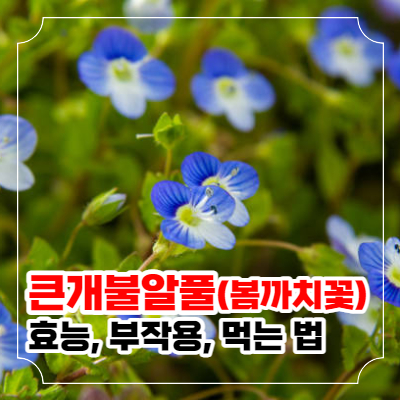 큰개불알풀 효능과 부작용 및 먹는 법