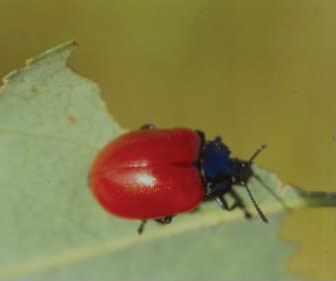 사시나무잎벌레