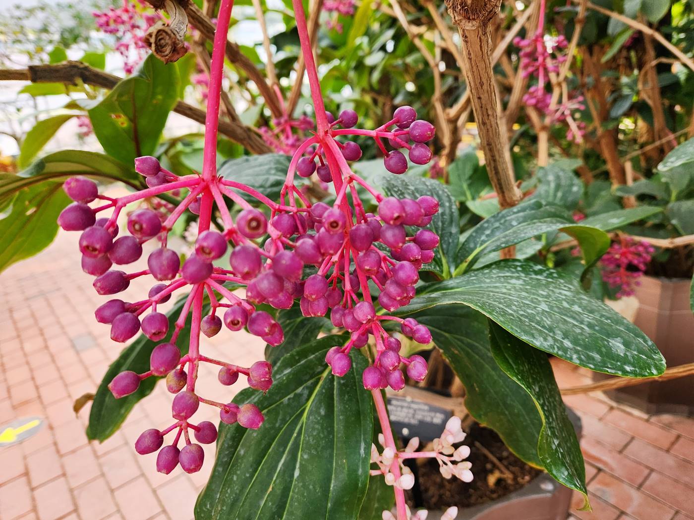 메디닐라 마그니피카